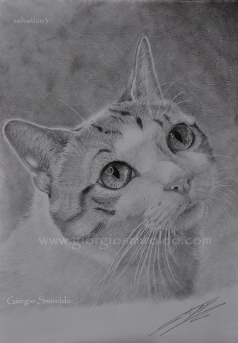 Disegni matita - 